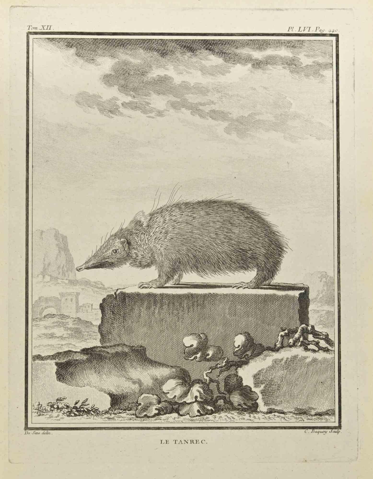 Le Tendrac is an etching realized by Jean Charles Baquoy in 1771.

It belongs to the suite "Histoire Naturelle de Buffon".

The Artist's signature is engraved lower right.

Good conditions
