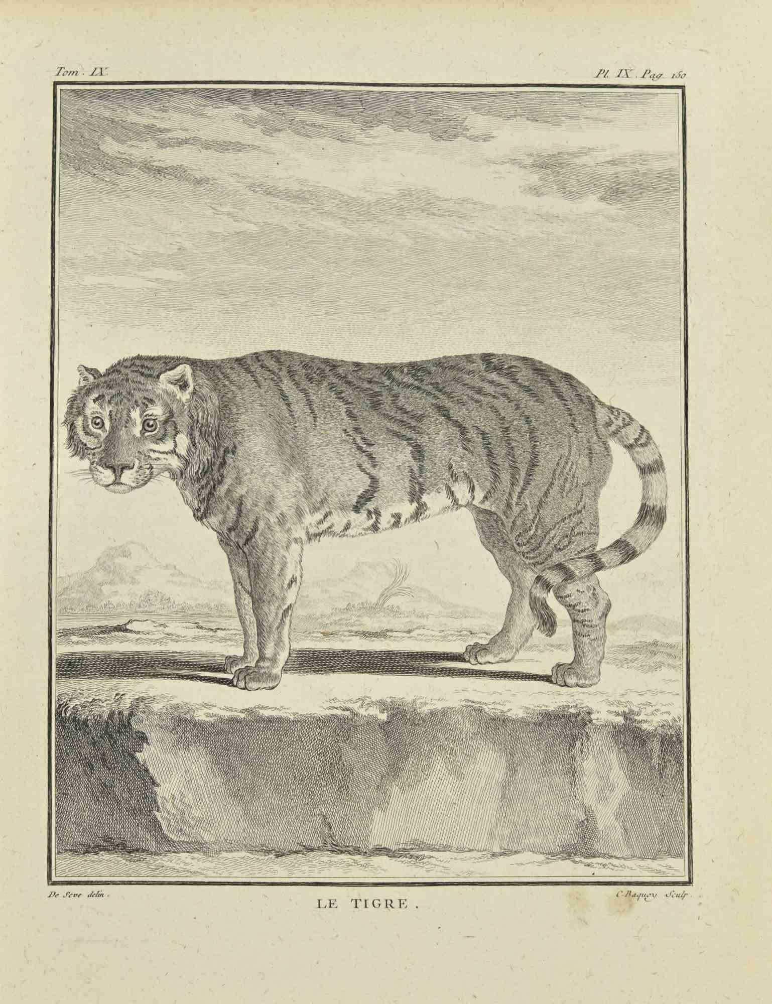 Le Tigre is an etching realized by Jean Charles Baquoy in 1771.

It belongs to the suite "Histoire Naturelle de Buffon".

The Artist's signature is engraved lower right.

Good conditions with slight foxing.