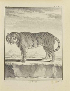 Le Tigre - Gravure de Jean Charles Baquoy - 1771