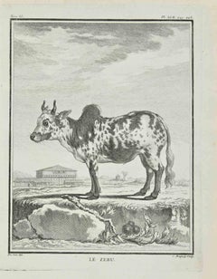 Le Zebu - Etching by Jean Charles Baquoy - 1771