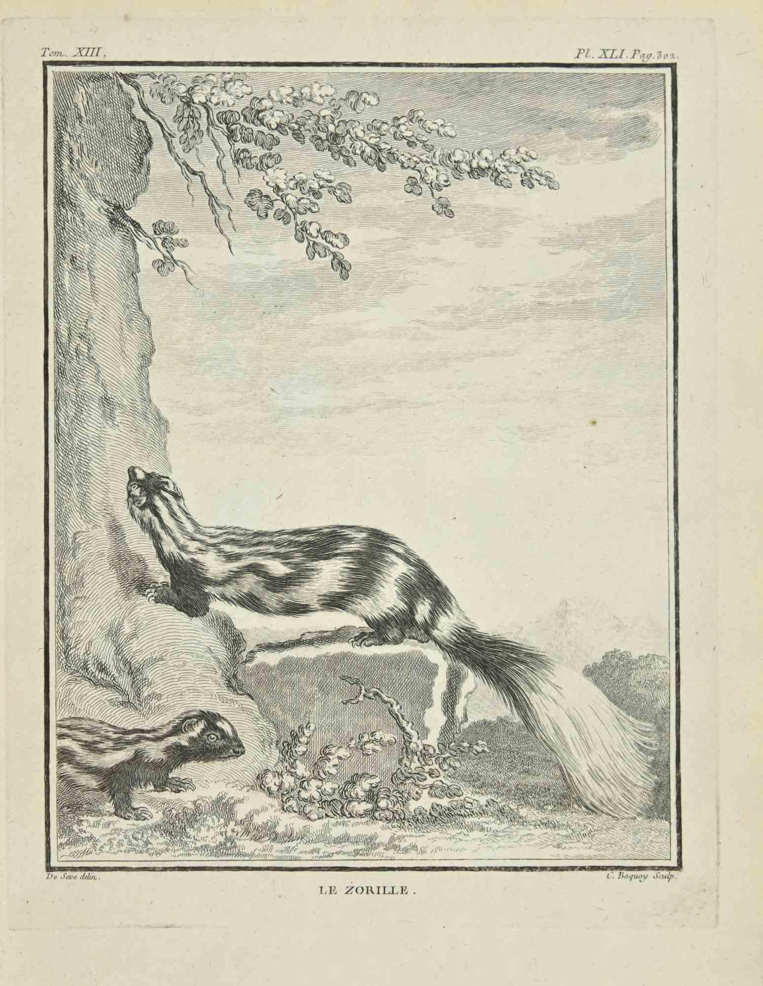 Le Zorille is an etching realized by Jean Charles Baquoy in 1771.

It belongs to the suite "Histoire Naturelle de Buffon".

The Artist's signature is engraved lower right.

Good conditions.