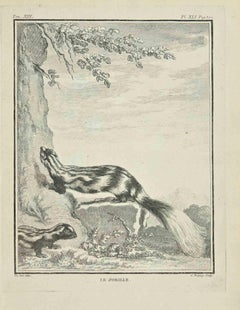 Le Zorille - Etching by Jean Charles Baquoy - 1771