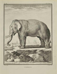Antique L'Elephant - Etching by Jean Charles Baquoy - 1771
