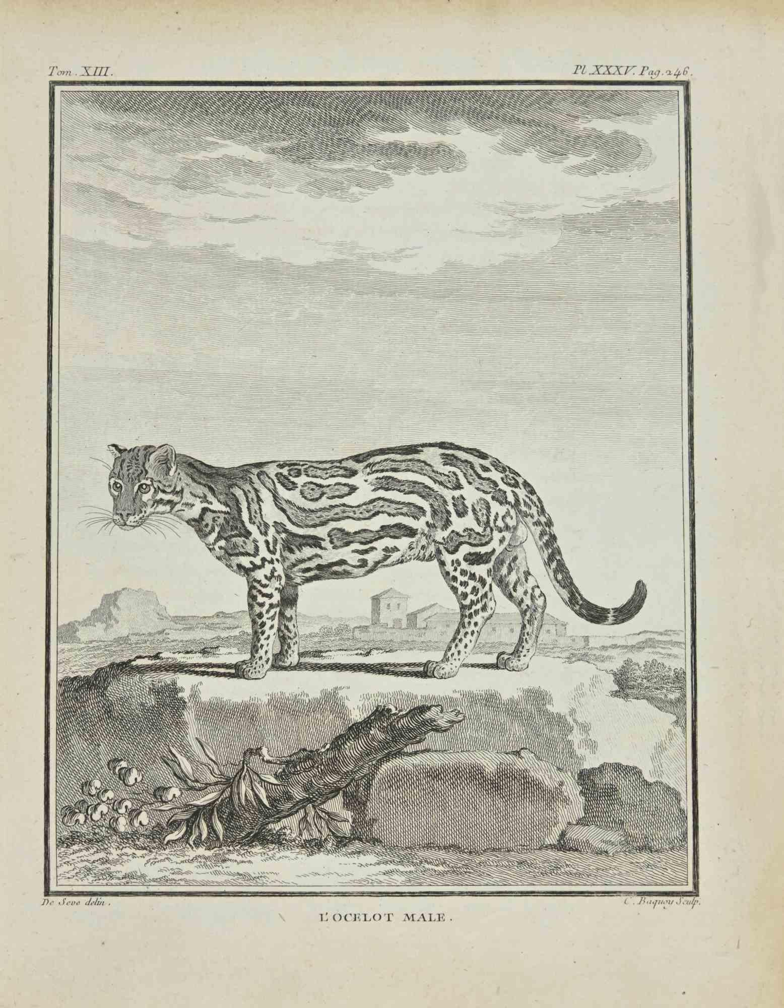 L'Ocelot is an etching realized by Jean Charles Baquoy in 1771.

It belongs to the suite "Histoire Naturelle de Buffon".

The Artist's signature is engraved lower right.

Good conditions.
