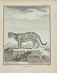 L'Ocelot – Radierung von Jean Charles Baquoy – 1771