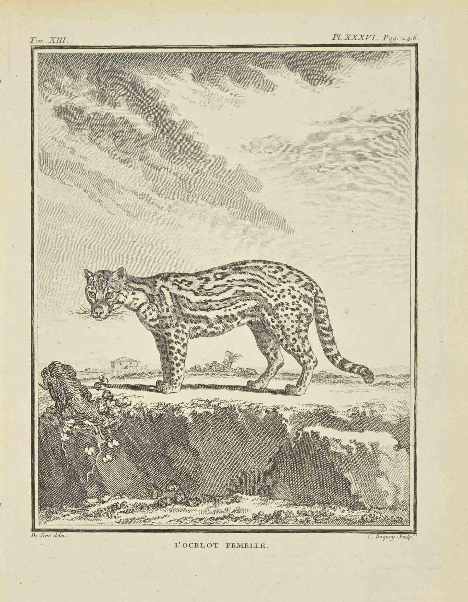 L'Ocelot Femelle - Etching by Jean Charles Baquoy - 1771