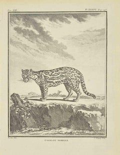 L'Ocelot Femelle - Gravure de Jean Charles Baquoy - 1771