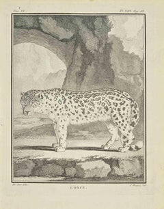 L'once - Etching by Jean Charles Baquoy - 1771