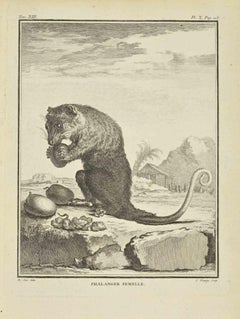 Phalanger Femelle - Etching by Jean Charles Baquoy - 1771