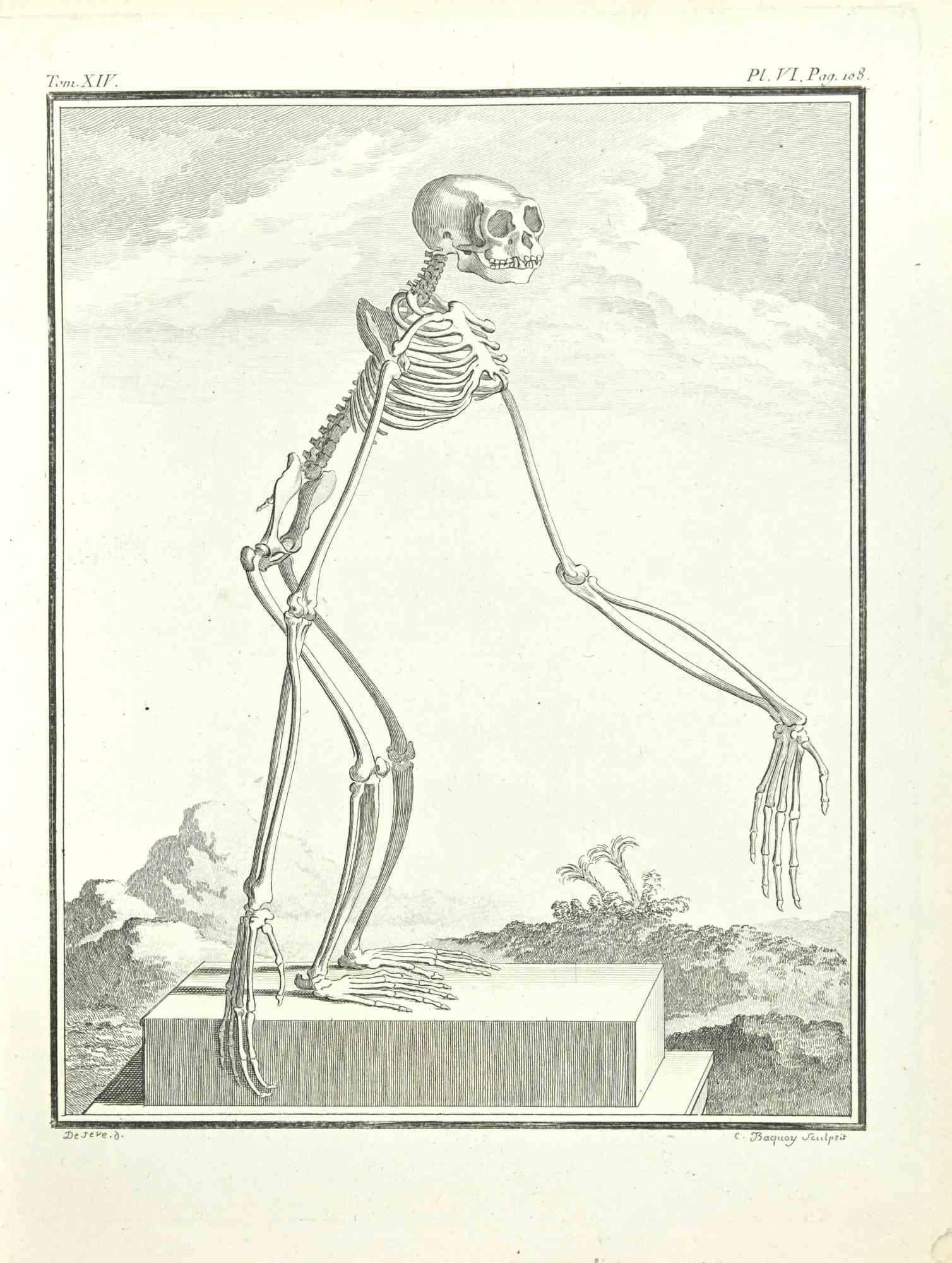 Skeleton of a Monkey is an etching realized by Jean Charles Baquoy in 1771.

Signed in plate.

The artwork Belongs to the suite "Histoire naturelle, générale et particulière avec la description du Cabinet du Roi". Paris: Imprimerie Royale,