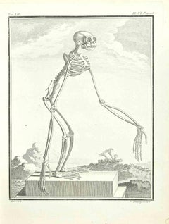Skeleton of a Monkey - Etching by Jean Charles Baquoy - 1771