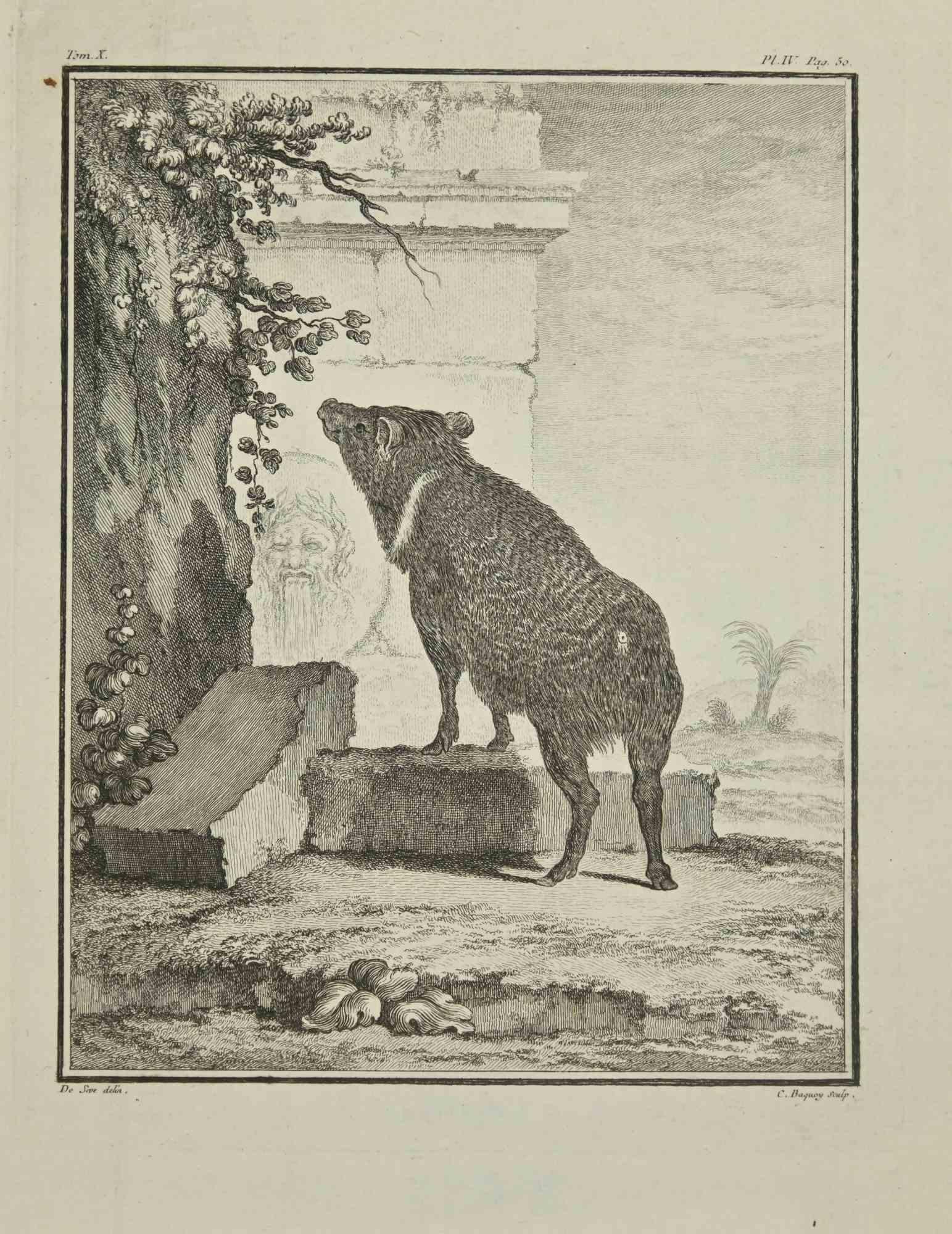 Le Sanglier est une gravure réalisée par Jean Charles Baquoy en 1771.

Il appartient à la suite "Histoire Naturelle de Buffon".

Signature de l'Artistics gravée en bas à droite.

Bonnes conditions.