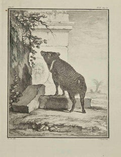 Antique The Boar - Etching by Jean Charles Baquoy - 1771