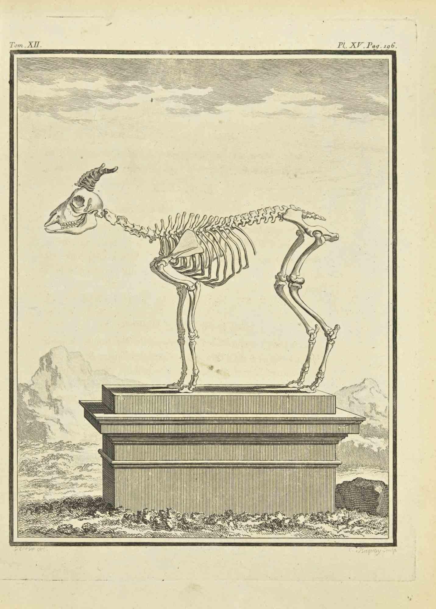 The Skeleton - Etching by Jean Charles Baquoy - 1771
