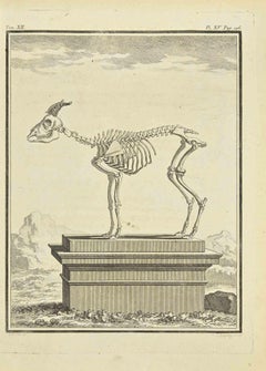 Le squelette - eau-forte de Jean Charles Baquoy - 1771