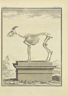 El esqueleto - Aguafuerte de Jean Charles Baquoy - 1771