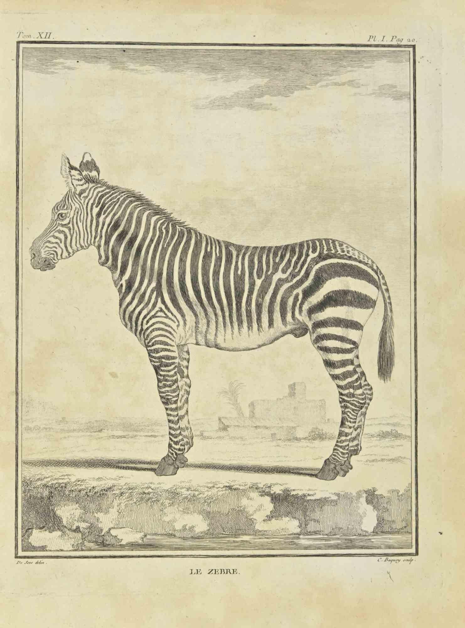 Zebra is an etching realized by Jean Charles Baquoy in 1771.

It belongs to the suite "Histoire Naturelle de Buffon".

The Artist's signature is engraved lower right.

Good conditions with slight foxing.