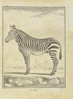 Antique Zebra - Etching by Jean Charles Baquoy - 1771