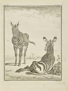 Antique Zebras - Etching by Jean Charles Baquoy - 1771