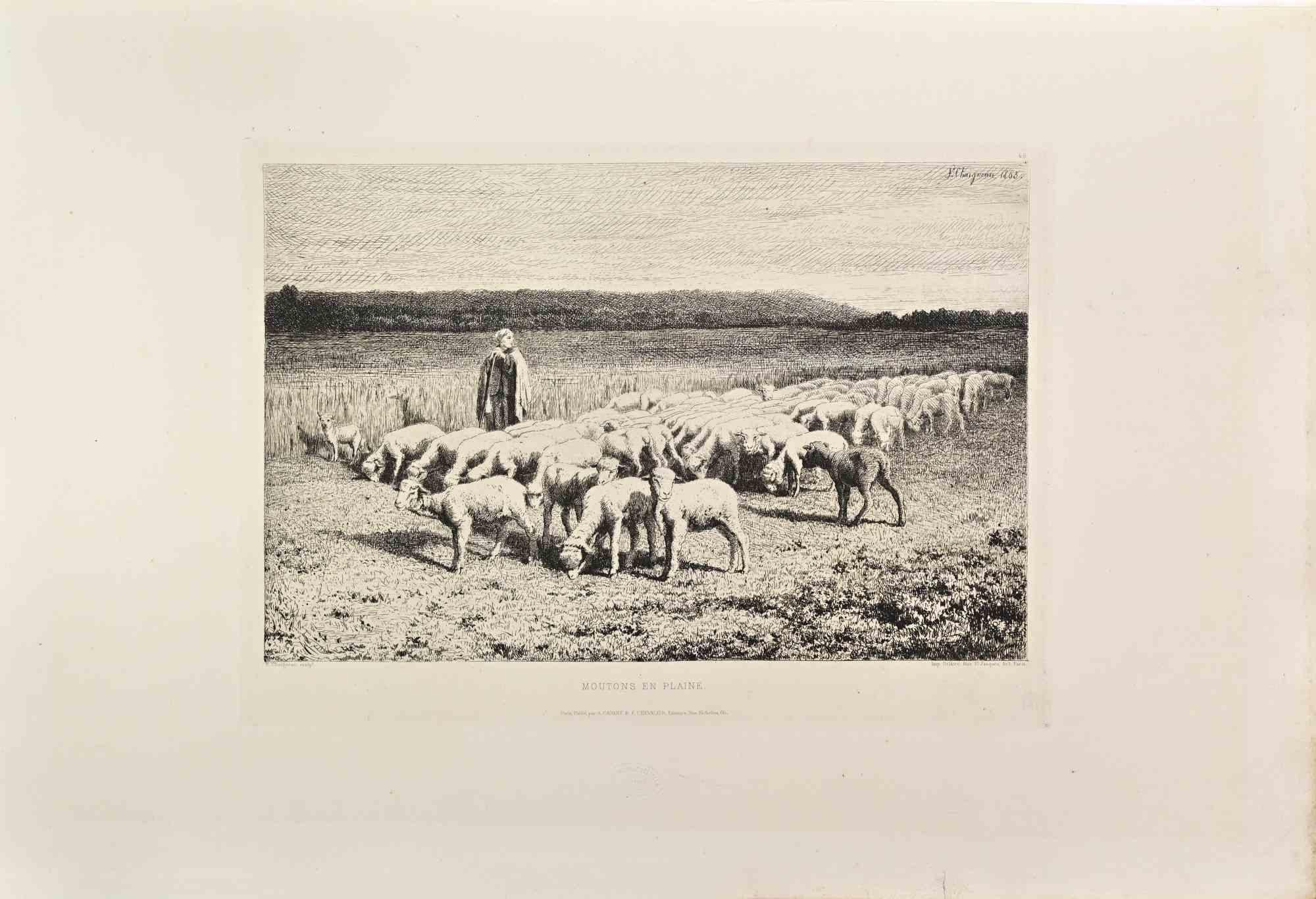 Jean Ferdinand CHAIGNEAU Figurative Print - Moutons en Plaine - Etching by Ferdinand Chaigneau - 1860s