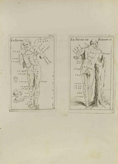 Anatomie-Studien - Radierung von Jean François Poletnich - 18. Jahrhundert