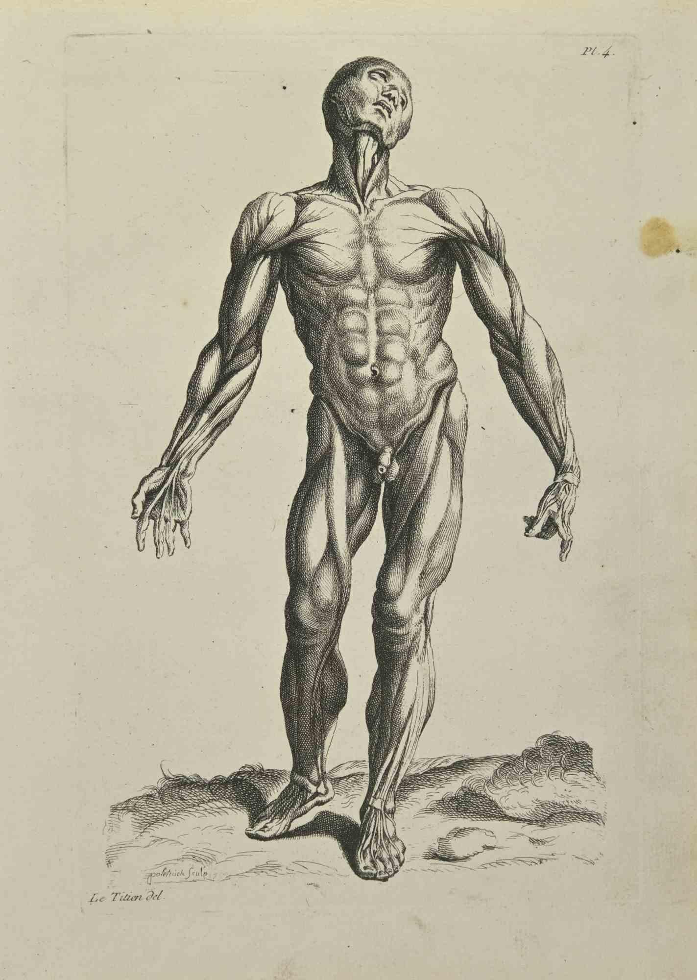 Anatomy Studies Muscles  after Titian is an etching realized by Jean Francois Poletnich in 1755.

Signed in the plate.

Good conditions with foxing and stain.

The artwork is depicted through confident strokes.

The etching was realized for the