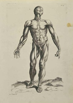 Antique Anatomy Studies Muscles after Titian - Etching by Jean François Poletnich - 1755