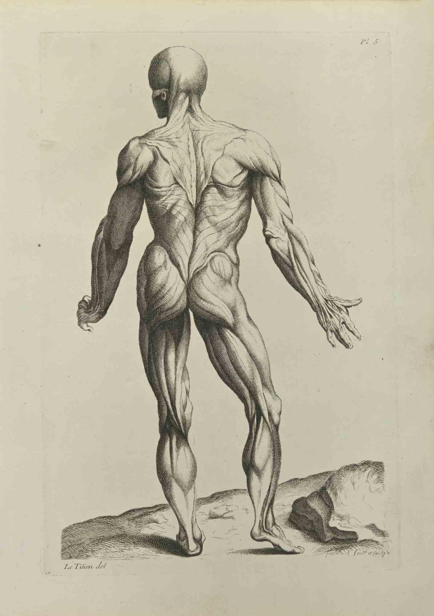 Anatomy Studies Muscles  after Titian is an etching realized by Jean Francois Poletnich in 1755.

Signed in the plate.

Good conditions with foxing.

The artwork is depicted through confident strokes.

The etching was realized for the anatomy study
