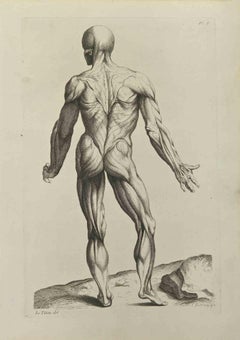 Antique Anatomy Studies Muscles after Titian - Etching by Jean François Poletnich - 1755
