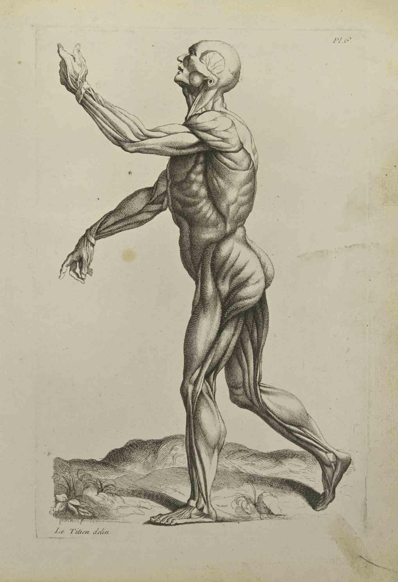 Anatomy Studies Muscles is an etching realized by Jean Francois Poletnich in 1755.

Signed in the plate.

Good conditions with foxing.

The artwork is depicted through confident strokes.

The etching was realized for the anatomy study “JOMBERT,