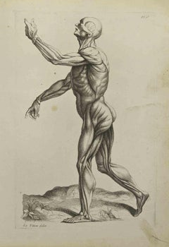 Anatomy Studies Muscles - Etching by Jean François Poletnich - 1755