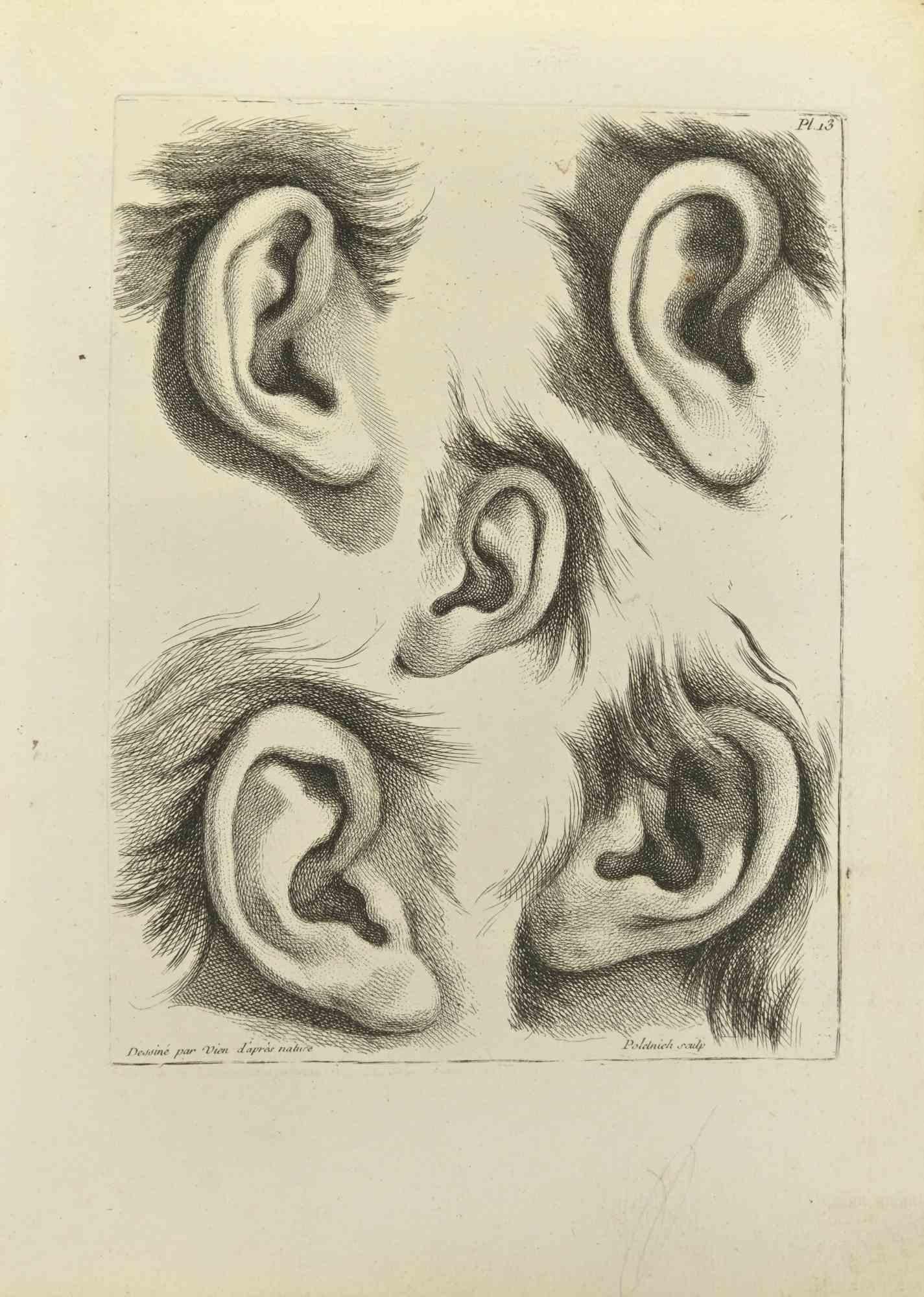 Ears is an etching realized by Jean Francois Poletnich in 1755.

Signed in the plate.

Good conditions with foxing.

The artwork is depicted through confident strokes.

The etching was realized for the anatomy study “JOMBERT, Charles-Antoine