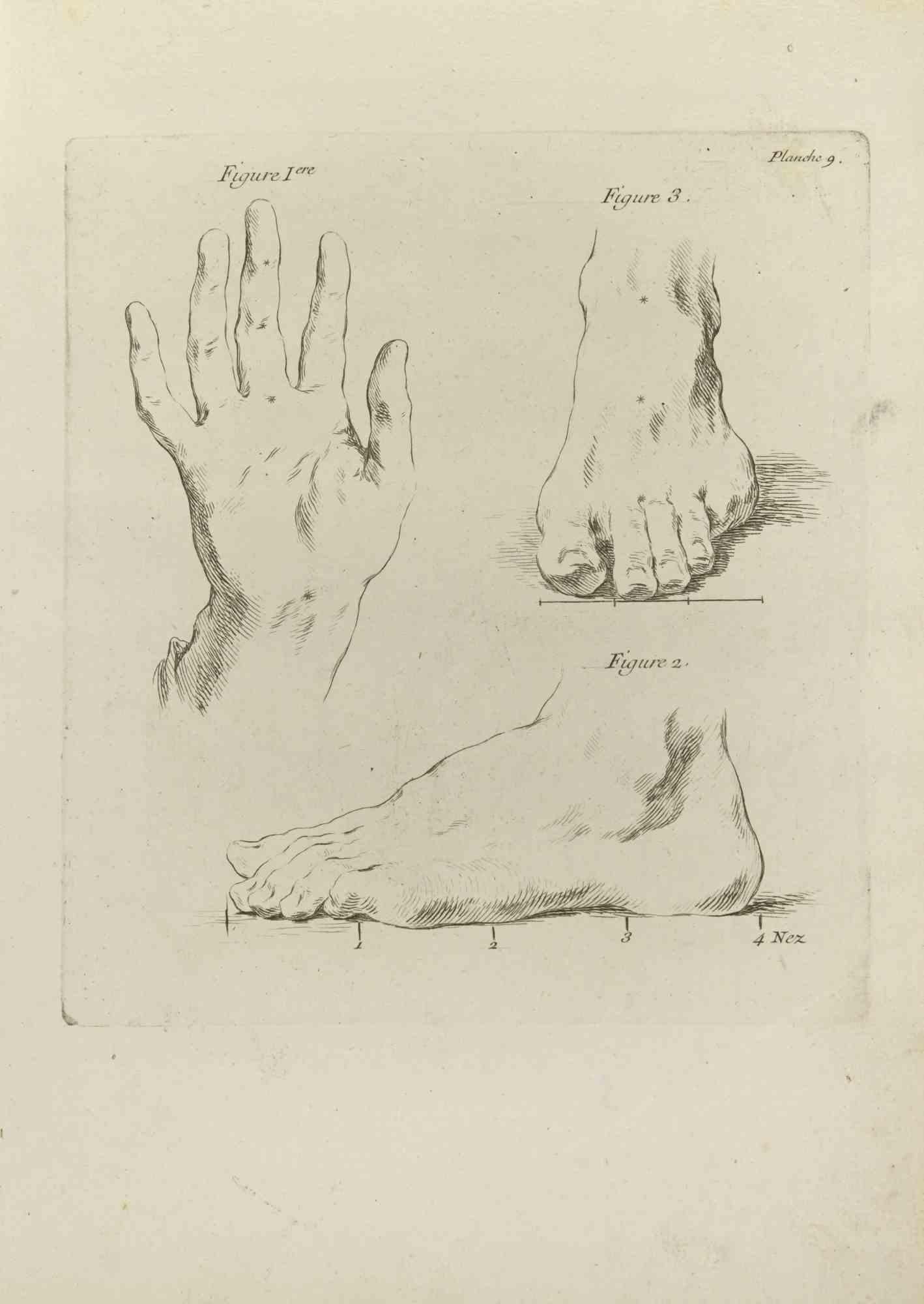 Hands and Feet is an etching realized by Jean Francois Poletnich in 1755.

Good conditions with foxing and folding.

The artwork is depicted through confident strokes.

The etching was realized for the anatomy study “JOMBERT, Charles-Antoine