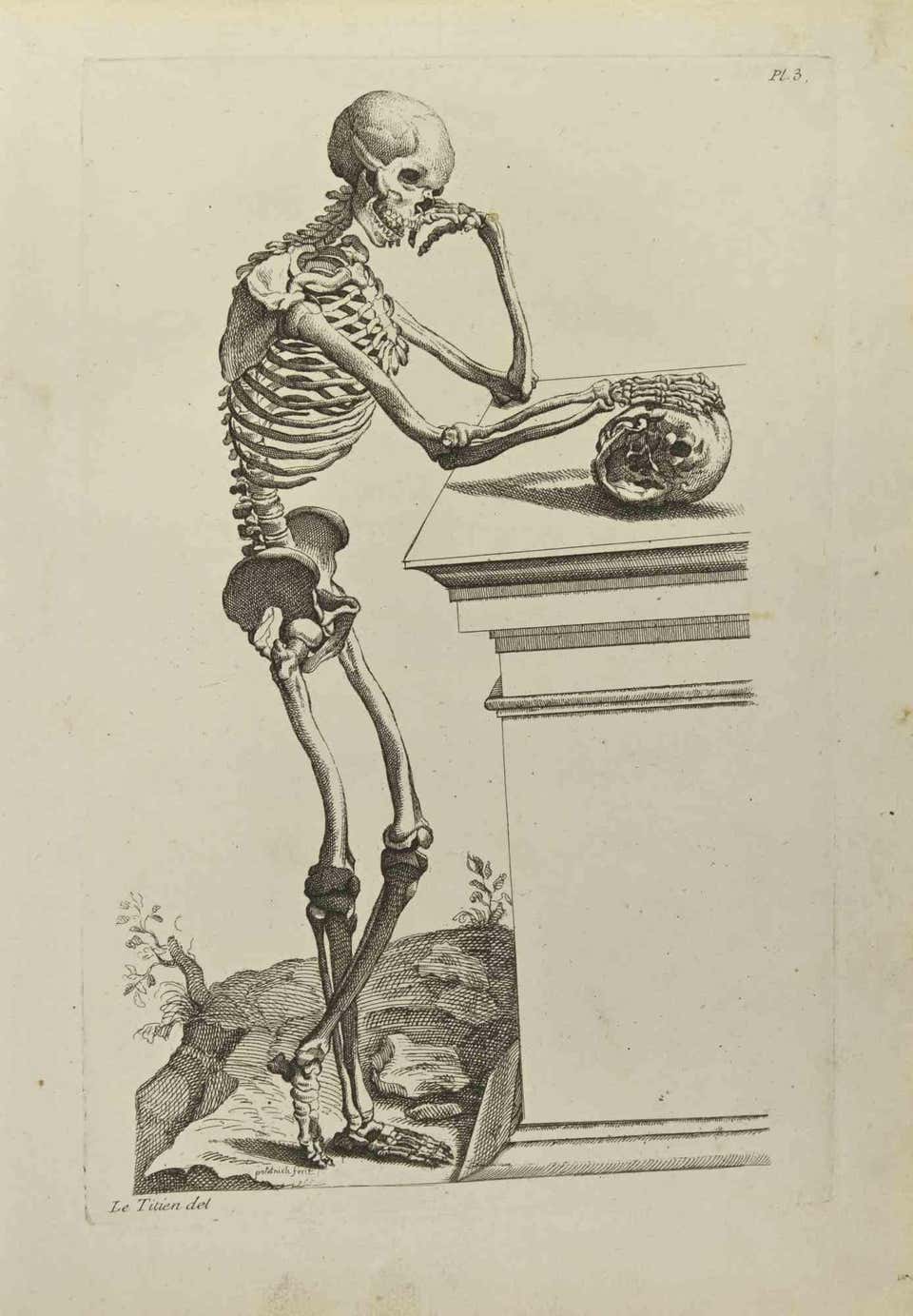 Anatomical Skeleton - 37 For Sale on 1stDibs