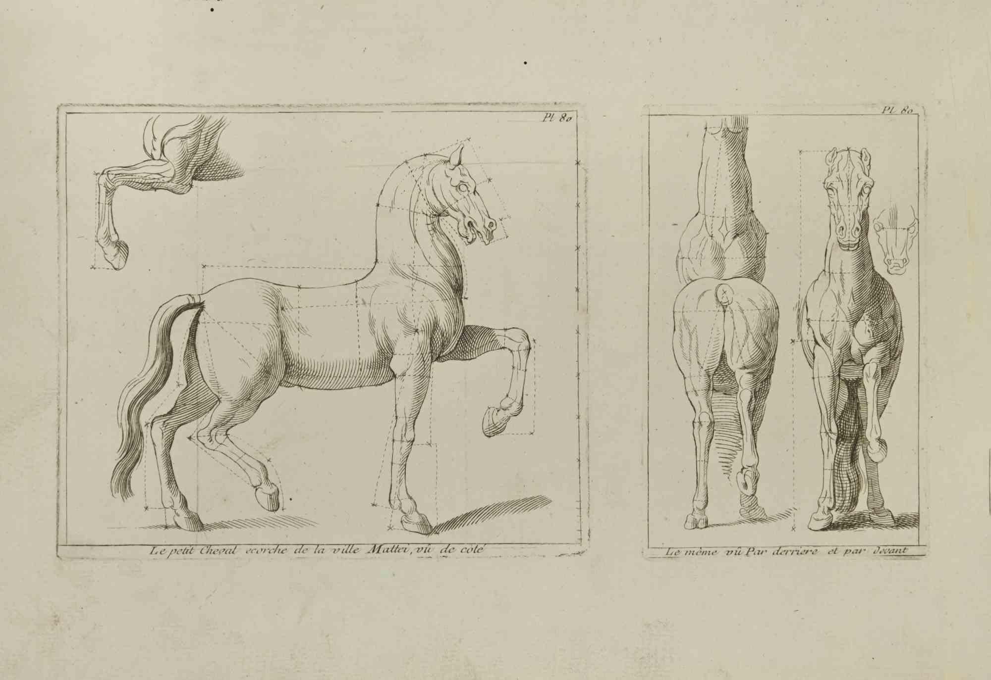 Studie eines Pferdes - Tafel 80 ist eine Radierung von Jean François Poletnich aus dem 18. Jahrhundert.

Gute Bedingungen.

Das Kunstwerk wird mit sicheren Strichen dargestellt.