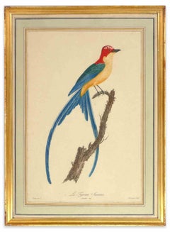 The Fork-Tailed Flycatcher - Original Lithograph by Jean-Gabriel Prêtre - 1807