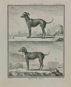 Chien Turc Metis ( A dog breed) - Etching by Jean Gullaume Moitte - 1771