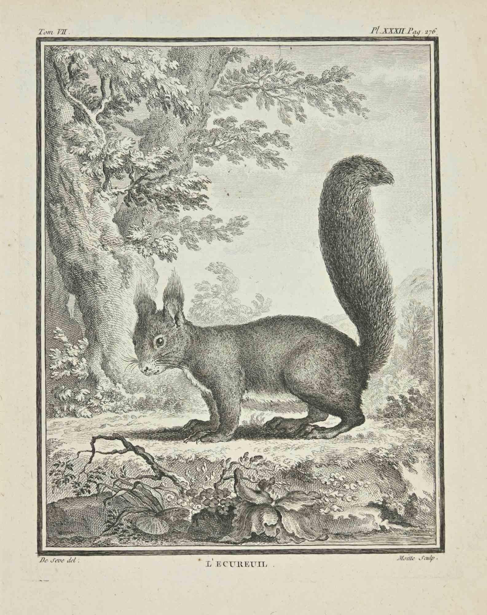 L' Ecureuil is an etching realized by Jean Gullaume Moitte in 1771.

It belongs to the suite "Histoire naturelle, générale et particulière avec la description du Cabinet du Roi".

Artist's signature engraved lower right.

Good conditions.