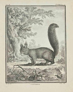 L' Ecureuil - Etching by Jean Gullaume Moitte - 1771