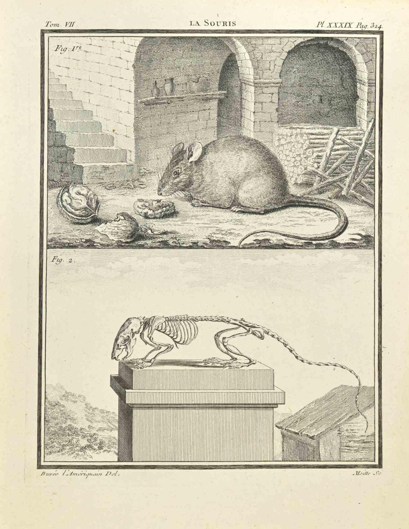La Souris is an etching realized in 1771 by Jean Moitte

Titled and Signed on the plate.

The artwork Belongs to the suite "Histoire naturelle, générale et particulière avec la description du Cabinet du Roi". Paris: Imprimerie Royale, 1749-1771.