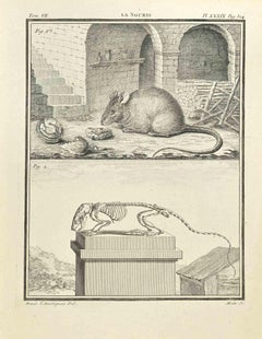 La Souris - Etching by Jean Gullaume Moitte - 1771