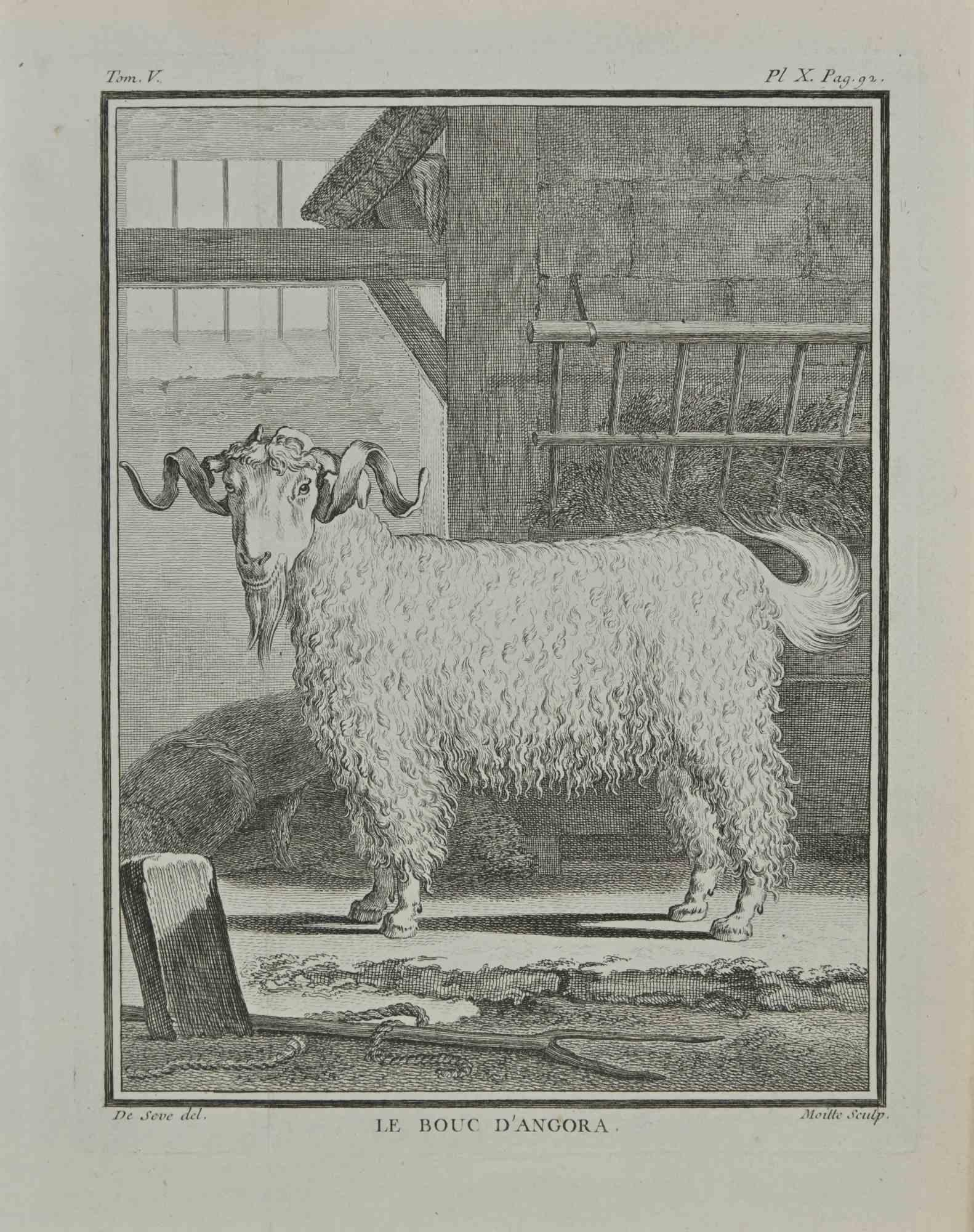 Le bouc D'Angora (Ein Ziegenleder) – Radierung von Jean Gullaume Moitte – 1771