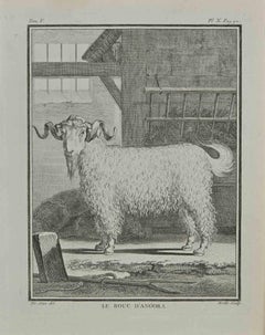 Le bouc D'Angora (Une chèvre) - Eau-forte de Jean Gullaume Moitte - 1771