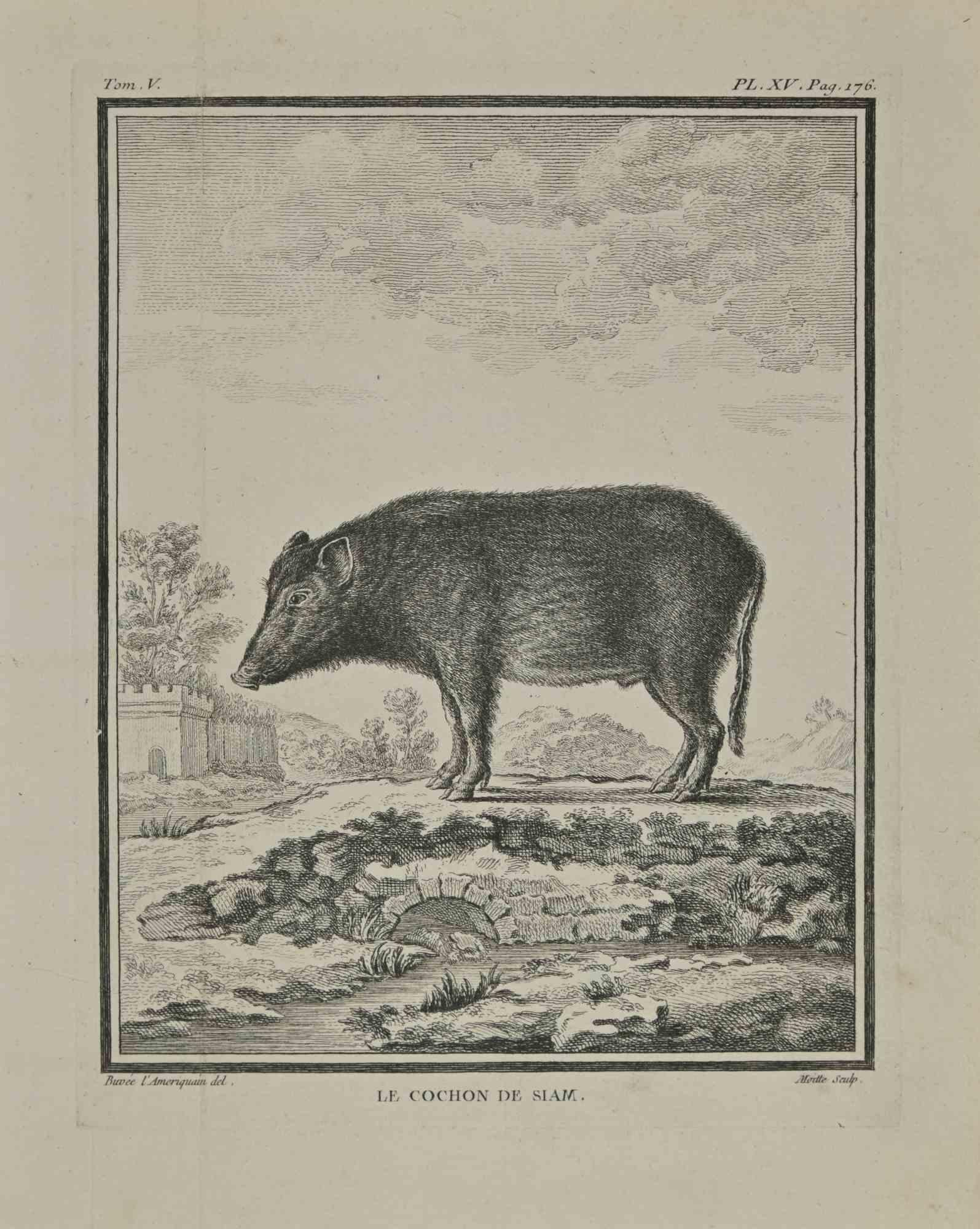 Le cochon de Siam is an etching realized by Jean Gullaume Moitte in 1771.

It belongs to the suite "Histoire naturelle, générale et particulière avec la description du Cabinet du Roi".

Paris: Imprimerie Royale, 1749-1771. 

Artist's signature
