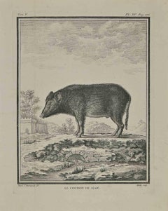 Antique Le Cochon de Siam ( A boar ) - Etching by Jean Gullaume Moitte - 1771