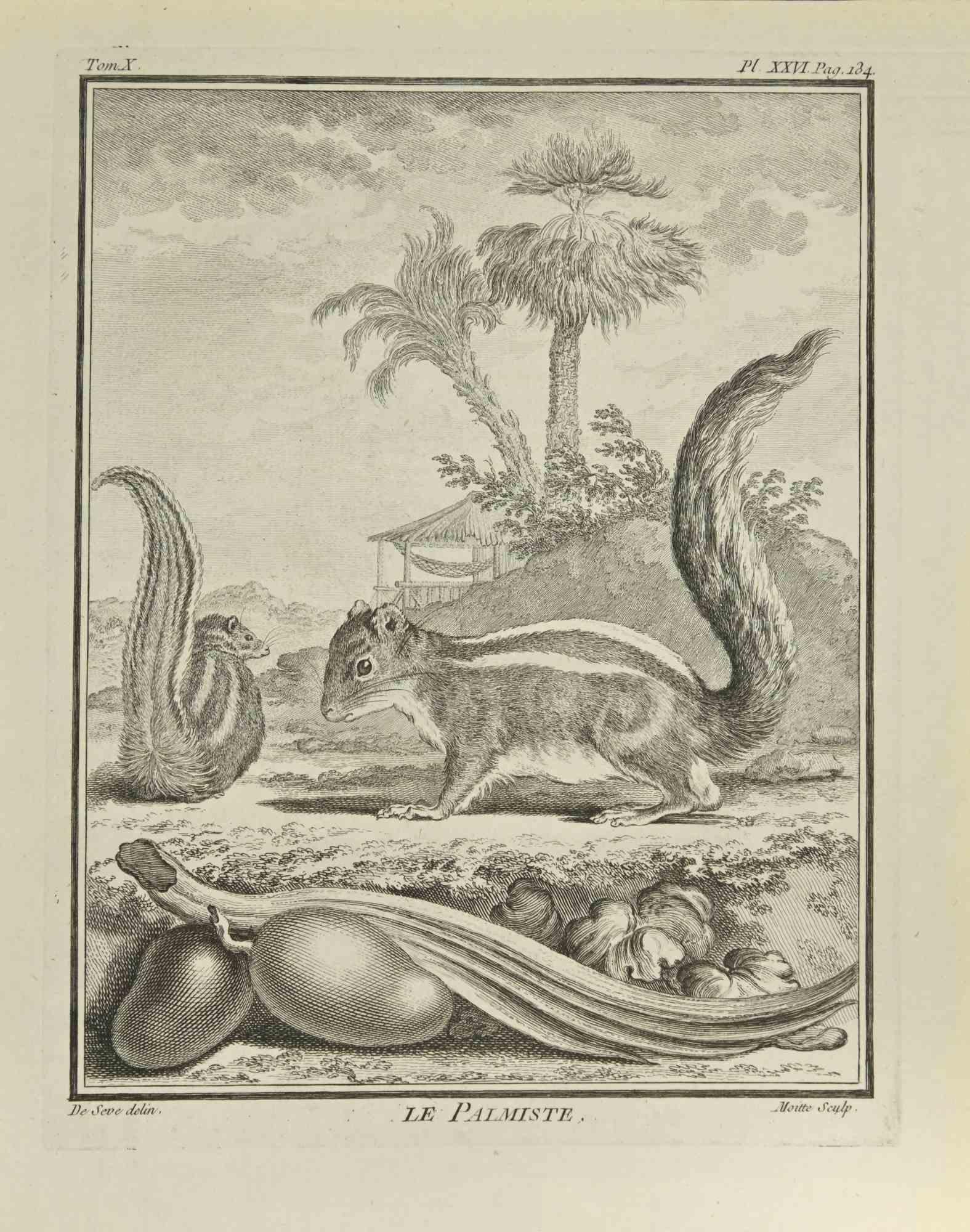 Le Palmiste  is an etching realized by Jean Moitte in 1771.

It belongs to the suite "Histoire naturelle, générale et particulière avec la description du Cabinet du Roi".

Artist's signature engraved lower right.

Good conditions