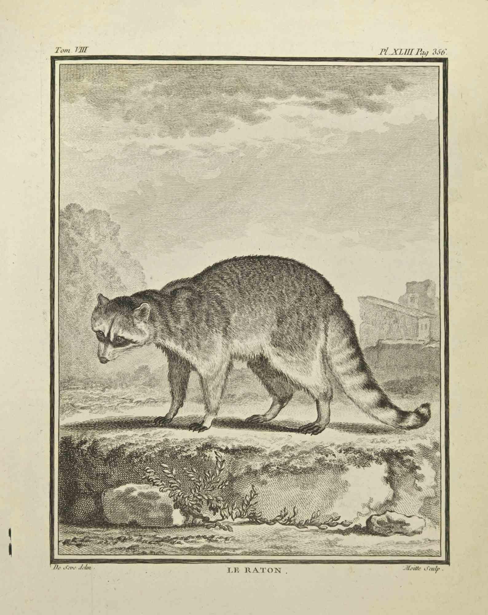 Le Raton - Etching by Jean Gullaume Moitte - 1771
