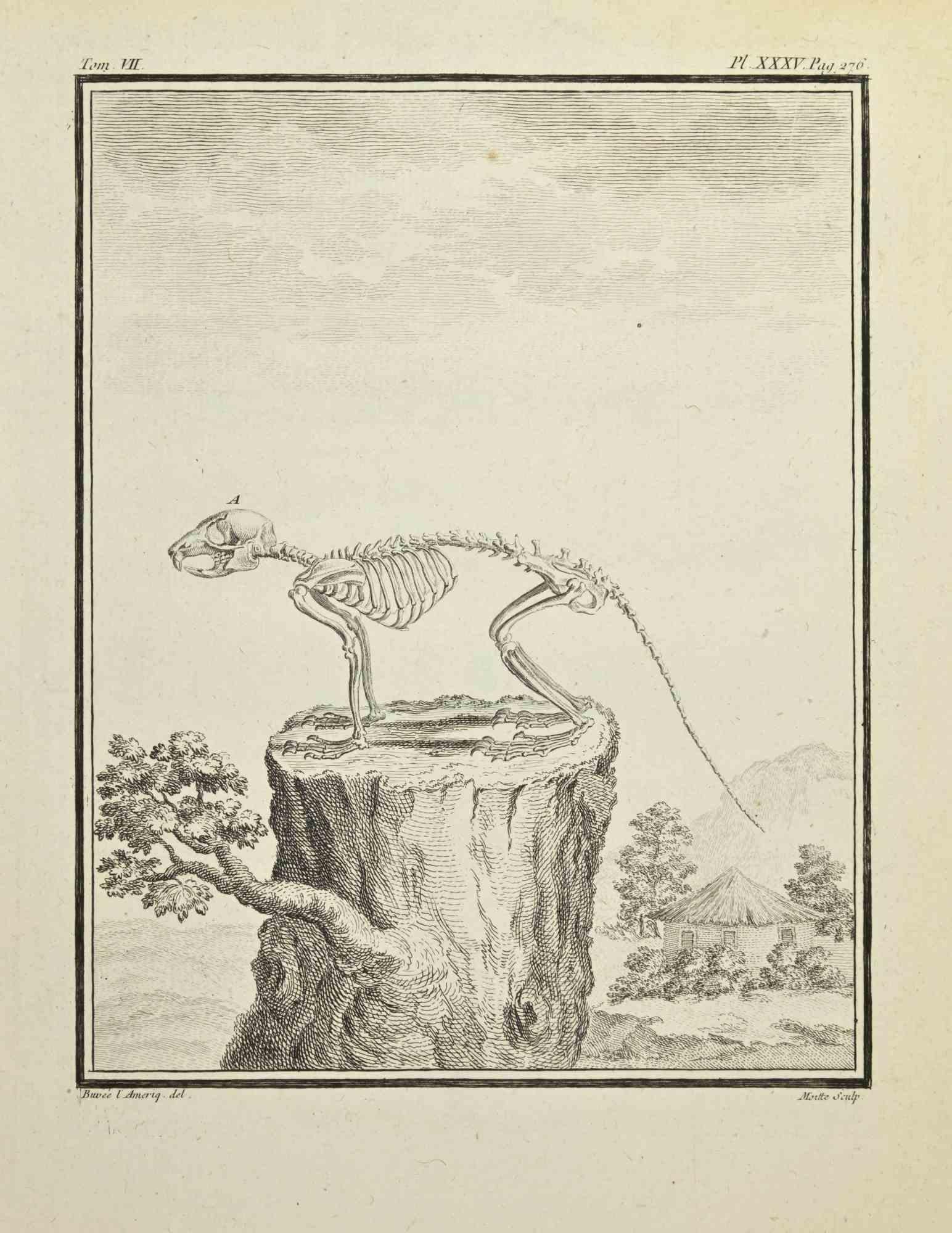 Skeleton is an etching realized by Jean Gullaume Moitte in 1771.

It belongs to the suite "Histoire naturelle, générale et particulière avec la description du Cabinet du Roi".

Artist's signature engraved lower right.

Good conditions, except
