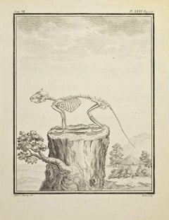 Skelett  Radierung von Jean Gullaume Moitte – 1771