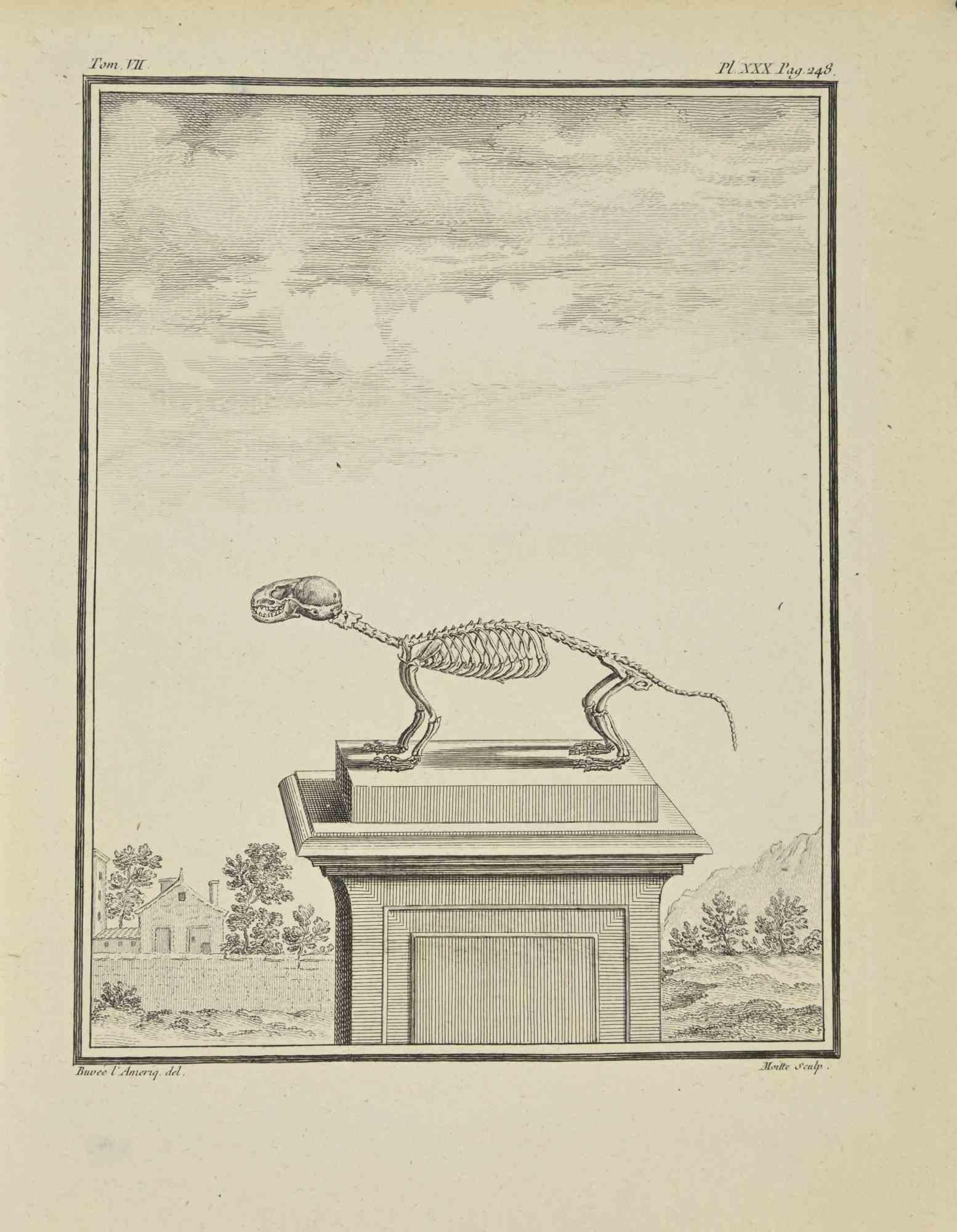 Skeleton is an etching realized by Jean Gullaume Moitte in 1771.

It belongs to the suite "Histoire naturelle, générale et particulière avec la description du Cabinet du Roi".

Artist's signature engraved lower right.

Good conditions, except